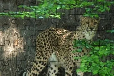 MARSU jigsaw puzzle