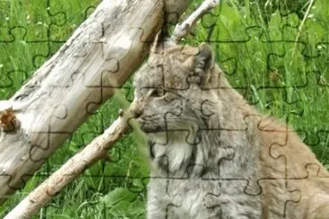 MARSU jigsaw puzzle