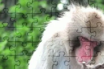 MARSU jigsaw puzzle