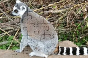 MARSU jigsaw puzzle