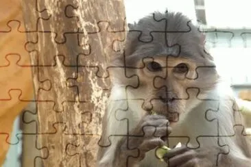 MARSU jigsaw puzzle