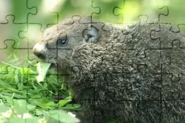MARSU jigsaw puzzle