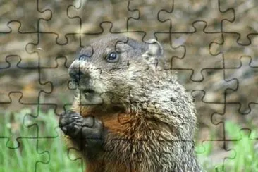 MARSU jigsaw puzzle