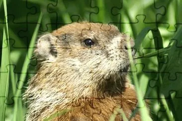 MARSU jigsaw puzzle