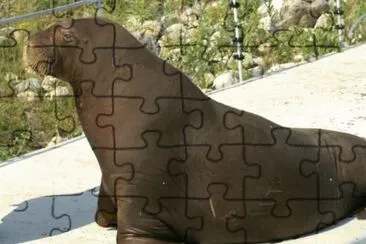 MARSU jigsaw puzzle