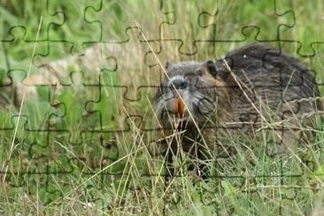MARSU jigsaw puzzle