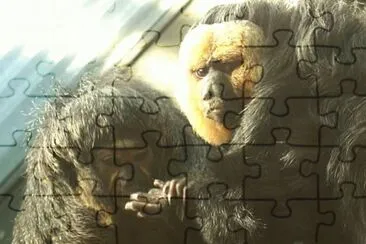 MARSU jigsaw puzzle
