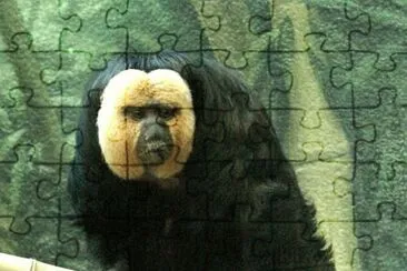 MARSU jigsaw puzzle