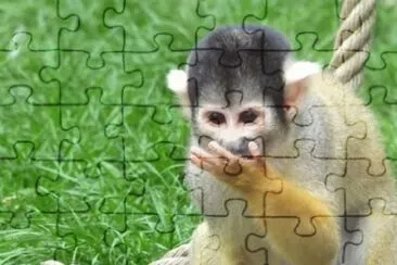 MARSU jigsaw puzzle