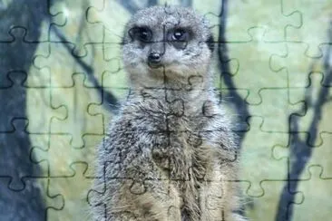 MARSU jigsaw puzzle