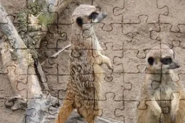MARSU jigsaw puzzle