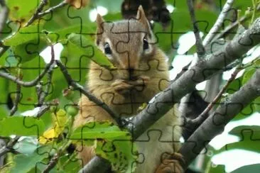 MARSU jigsaw puzzle