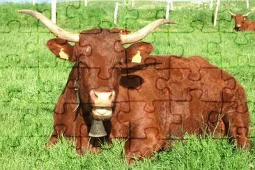 MARSU jigsaw puzzle