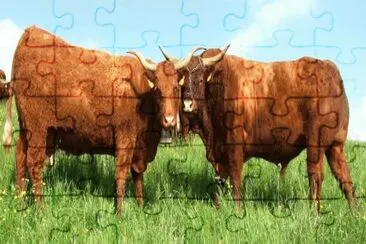 MARSU jigsaw puzzle