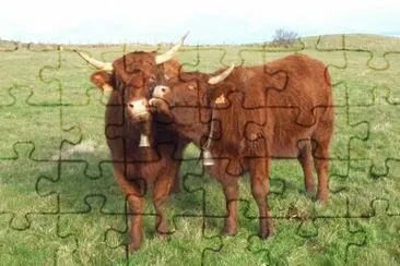 MARSU jigsaw puzzle