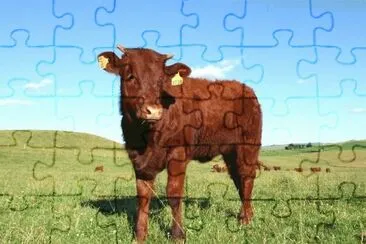 MARSU jigsaw puzzle