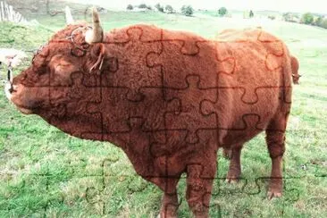 MARSU jigsaw puzzle