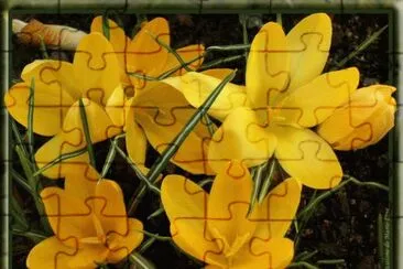 crocus jigsaw puzzle