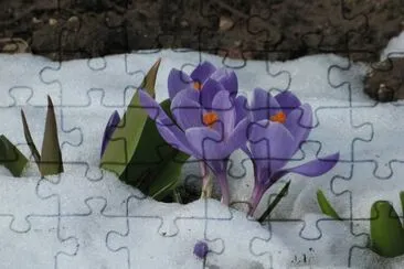 crocus