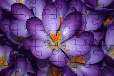 crocus jigsaw puzzle