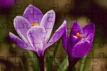 crocus