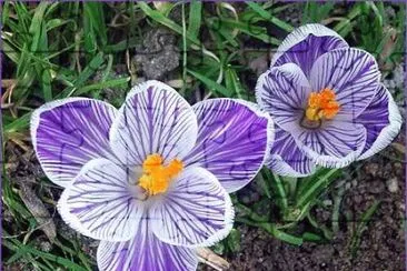 crocus