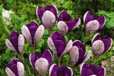 crocus jigsaw puzzle
