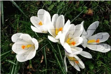 crocus jigsaw puzzle