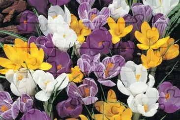 crocus jigsaw puzzle