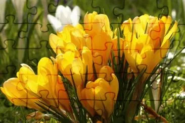 crocus jigsaw puzzle