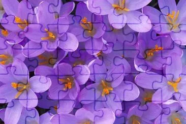 crocus jigsaw puzzle