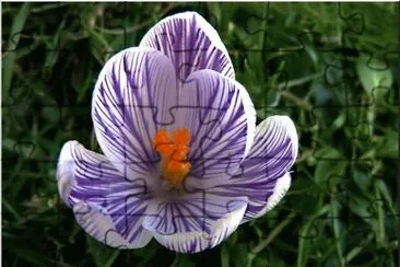 crocus jigsaw puzzle