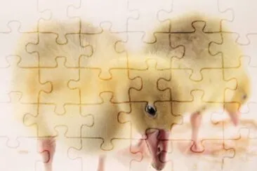 MARSU jigsaw puzzle