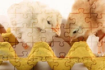 MARSU jigsaw puzzle