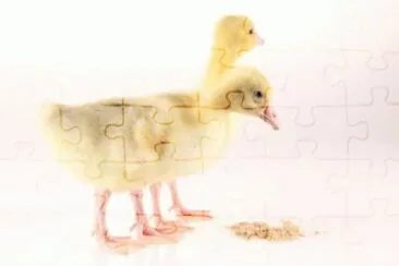 פאזל של MARSU