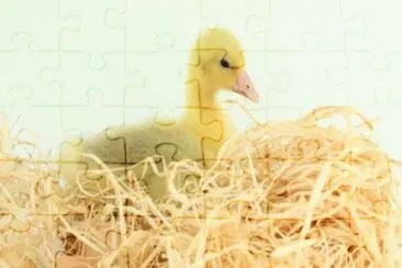 MARSU jigsaw puzzle