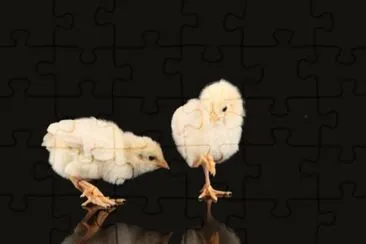 MARSU jigsaw puzzle