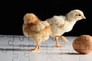MARSU jigsaw puzzle
