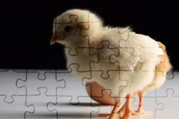 MARSU jigsaw puzzle