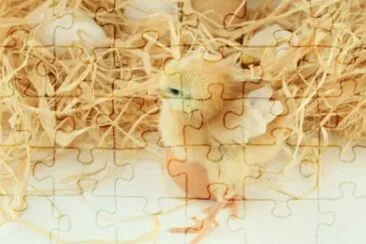 MARSU jigsaw puzzle