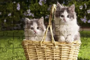 Gaticos