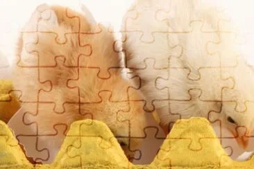 MARSU jigsaw puzzle