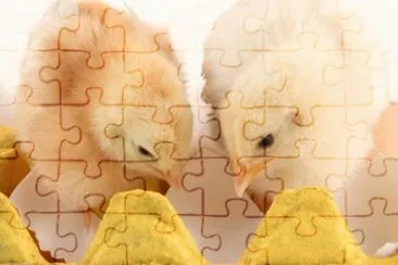 MARSU jigsaw puzzle