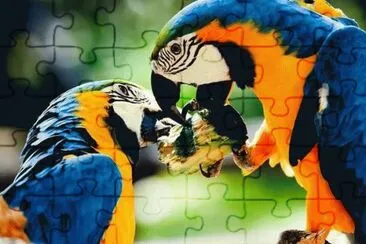 Parrots jigsaw puzzle