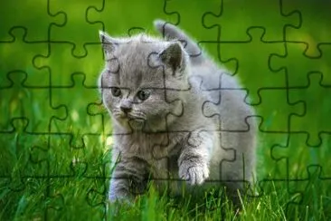Gatico jigsaw puzzle