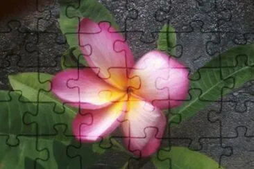 ROSA DE MAYO