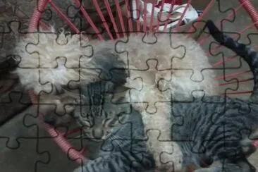 פאזל של BOLITA Y BIGOTES
