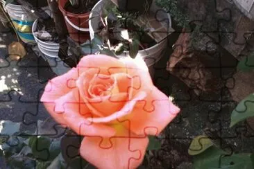 ROSA PASTEL