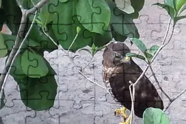 PAJARITO_2 jigsaw puzzle