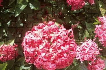 FLORECITAS_2